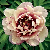 All that Jazz ITOH Peony