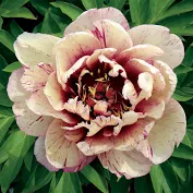 All that Jazz ITOH Peony - Click Image to Close