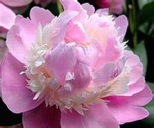 Sorbet Peony, 3-5 eye - Click Image to Close