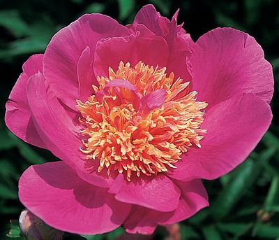 Tom Eckhardt Peony, 3-5 eye