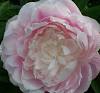 Tourangelle Peony, 3-5 eye - Click Image to Close