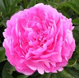 Vivid Rose Peony, 3-5 eye - Click Image to Close
