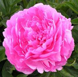 Vivid Rose Peony, 3-5 eye