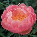 Abalone Pearl Peony