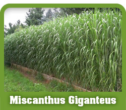 miscanthus-header