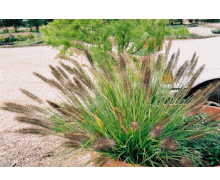 Ornamental Grasses